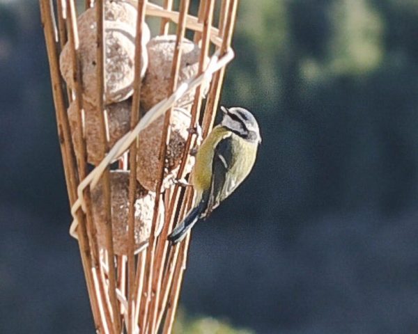 Willow bird feeder with 6 fat balls, wildlife conservation. - Image 6